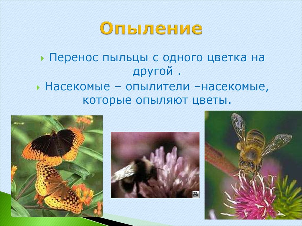 Способ опыления пыльца. Опыление растений. Насекомые опылители. Растения опыляемые насекомыми. Насекомые опылители растений презентация.