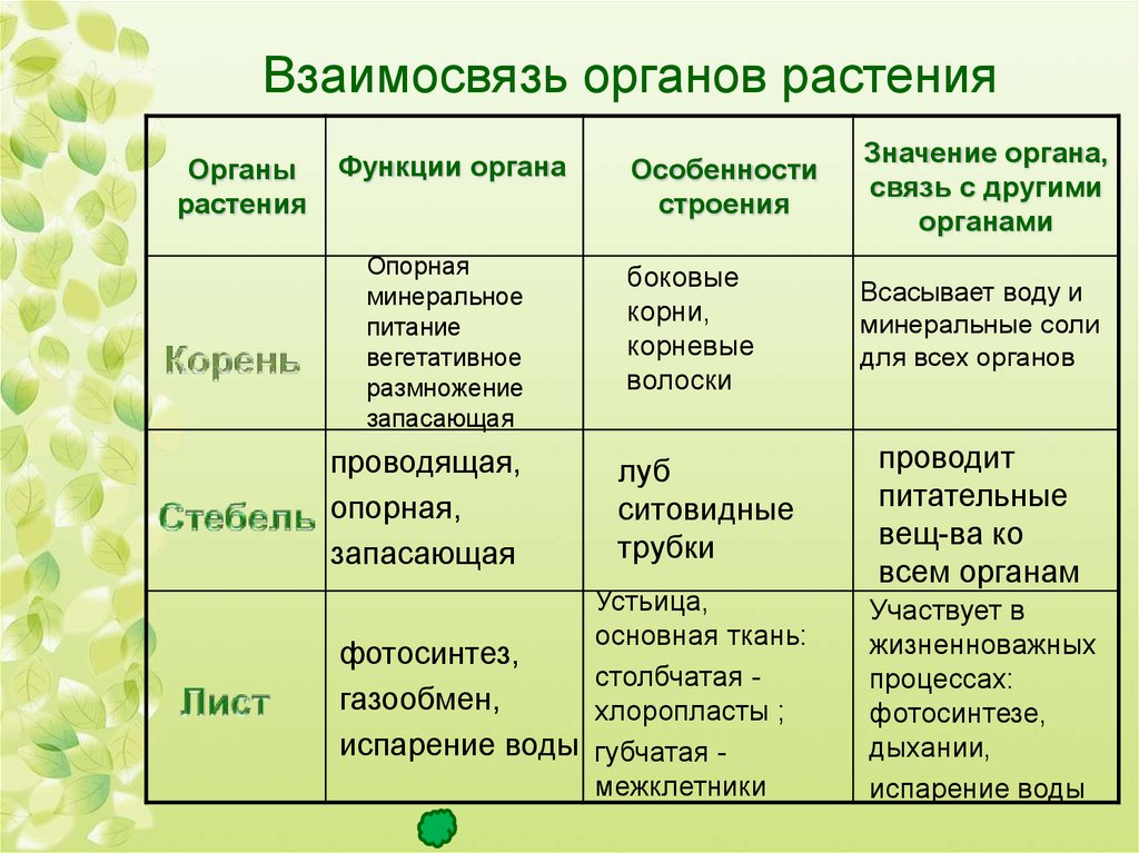 Проект про биологию 6 класс