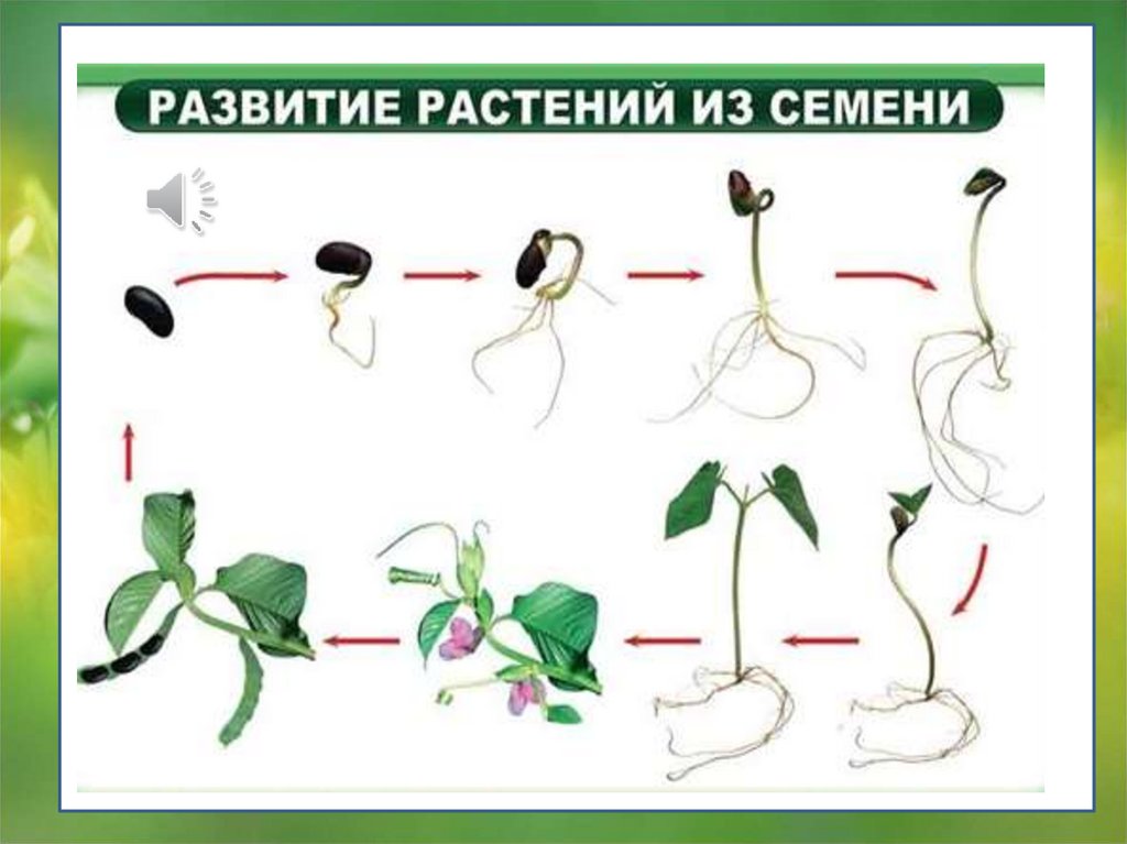 Проект размножение растений