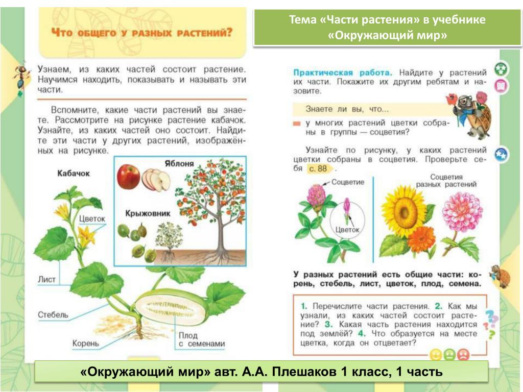 Окружающий мир 2 класс учебник 2 часть презентация