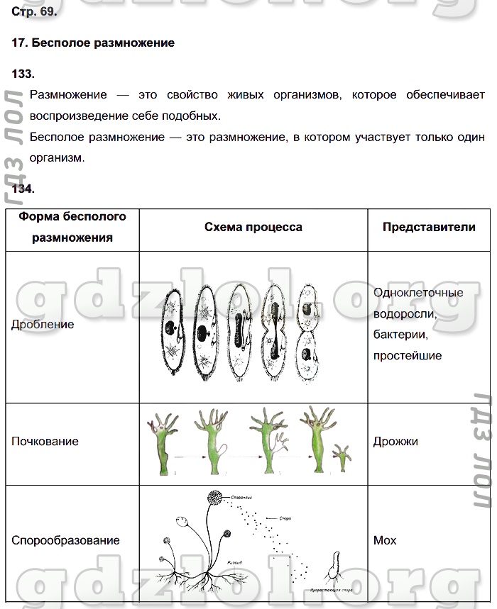 Нарисуйте схему бесполого размножения растений