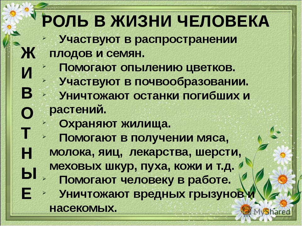 Охрана животных презентация 3 класс окружающий мир плешаков презентация