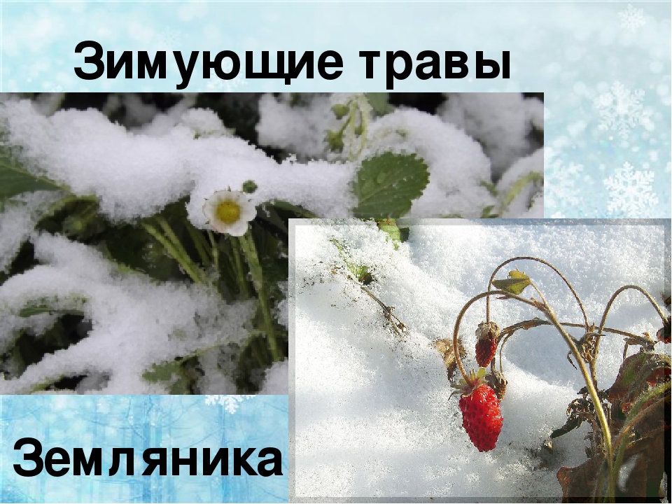 Зима живая и неживая. Растения которые зимуют под снегом. Изменения в природе зимой. Живая и неживая природа зимой 2 класс. Наблюдения в живой природе зимой.