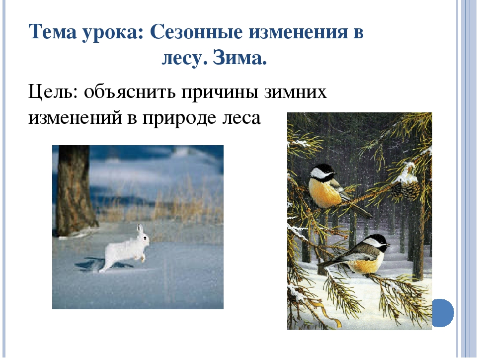 Время года зима изменения в жизни животных. Сезонные изменения зима. Зимние изменения в природе. Сезонныеиминия в природе зима. Сезонные изменения в природе зима.