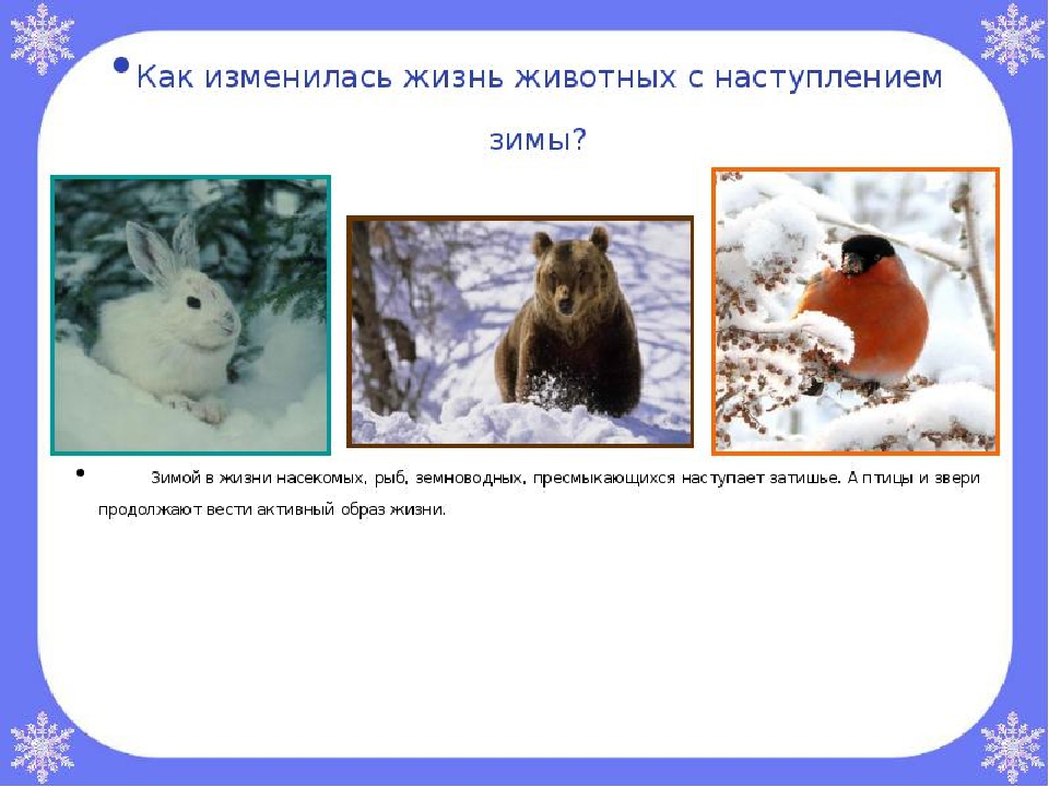 Время года зима изменения в жизни животных. Изменения в живой природе зимой. Зимние явления в жизни животных. Явления живой природы зимой. Животный и растительный мир зимой.