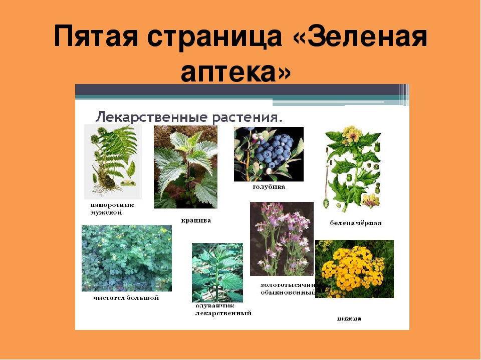 Выберите три правильных ответа зеленые растения