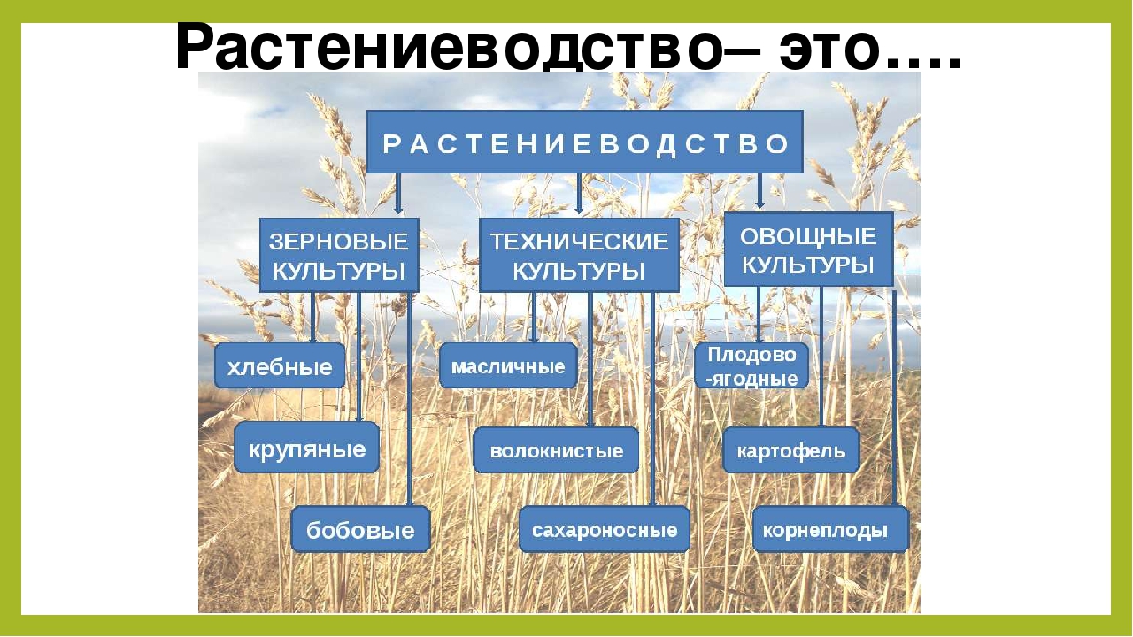 Список технических растений. Схема отрасли растениеводства. Растениеводство структура отрасли. Структура растениеводства схема. Отрасли растениеводства в России.