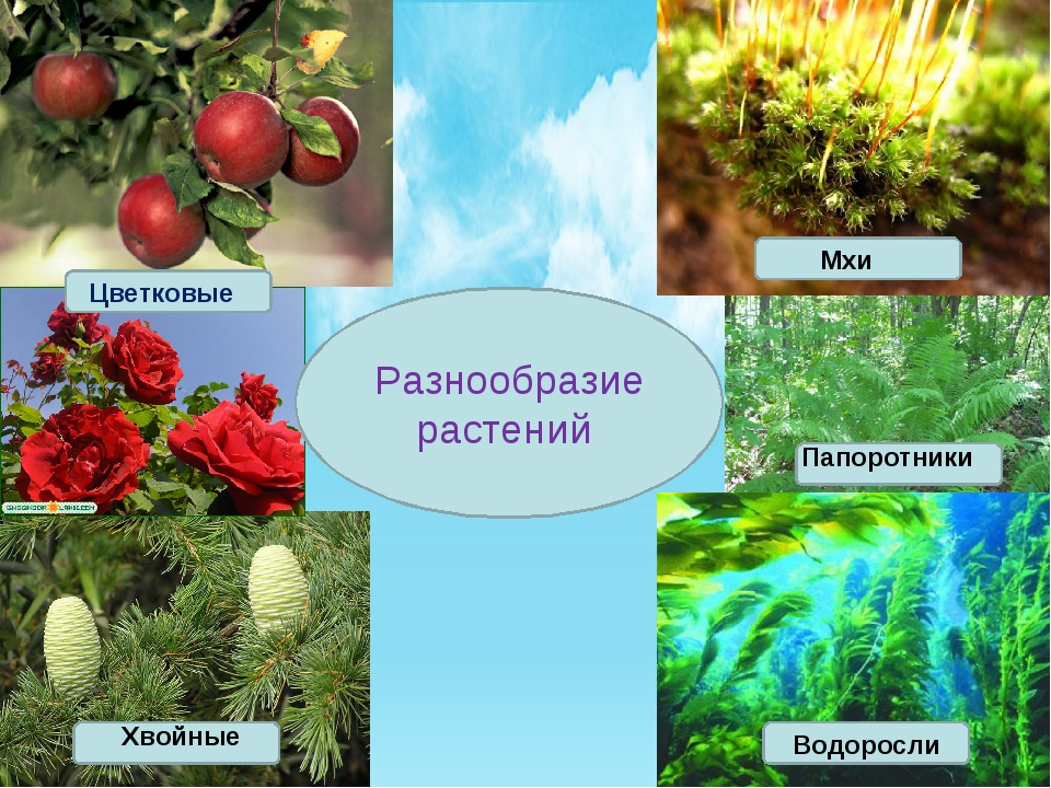 Приведите по три примера растений водоросли мхи