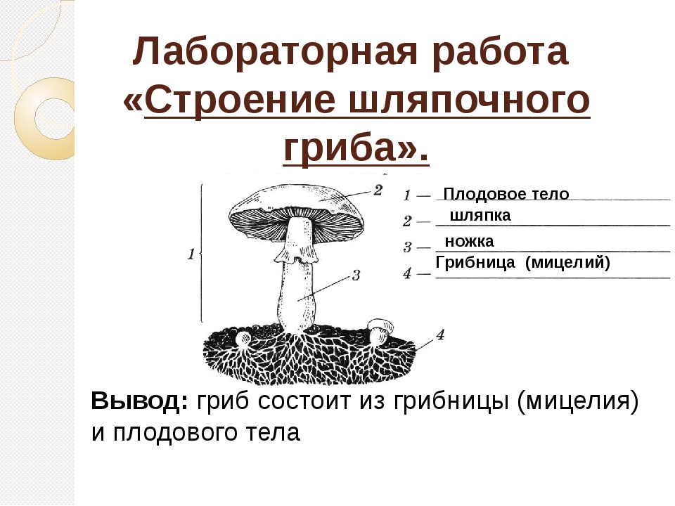 Строение шляпочного гриба 5 класс биология. Строение плодового тела шляпочного гриба. Строение шляпочного гриба строение. Строение шляпочного гриба.