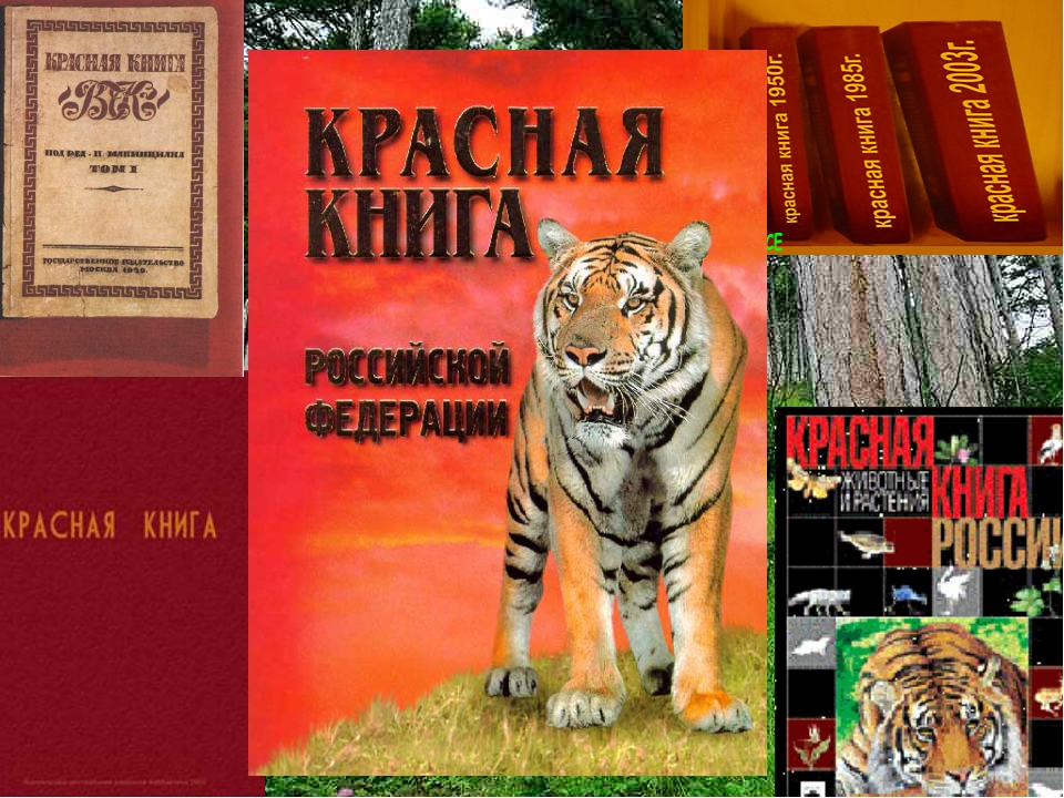 Проект 4 класс красная книга нашего края. Энциклопедия красная книга. Красная книга обложка для проекта. Животные красной книги аргентинской. Как выглядит красная книга России фото внутри и снаружи.