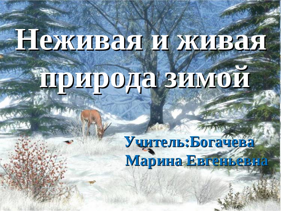 Зима живая и неживая. Живая и неживая природа зимой. Живая природа и неживая природа зимой. Живая природа зимой 2 класс. Изменения в живой и неживой природе зимой.