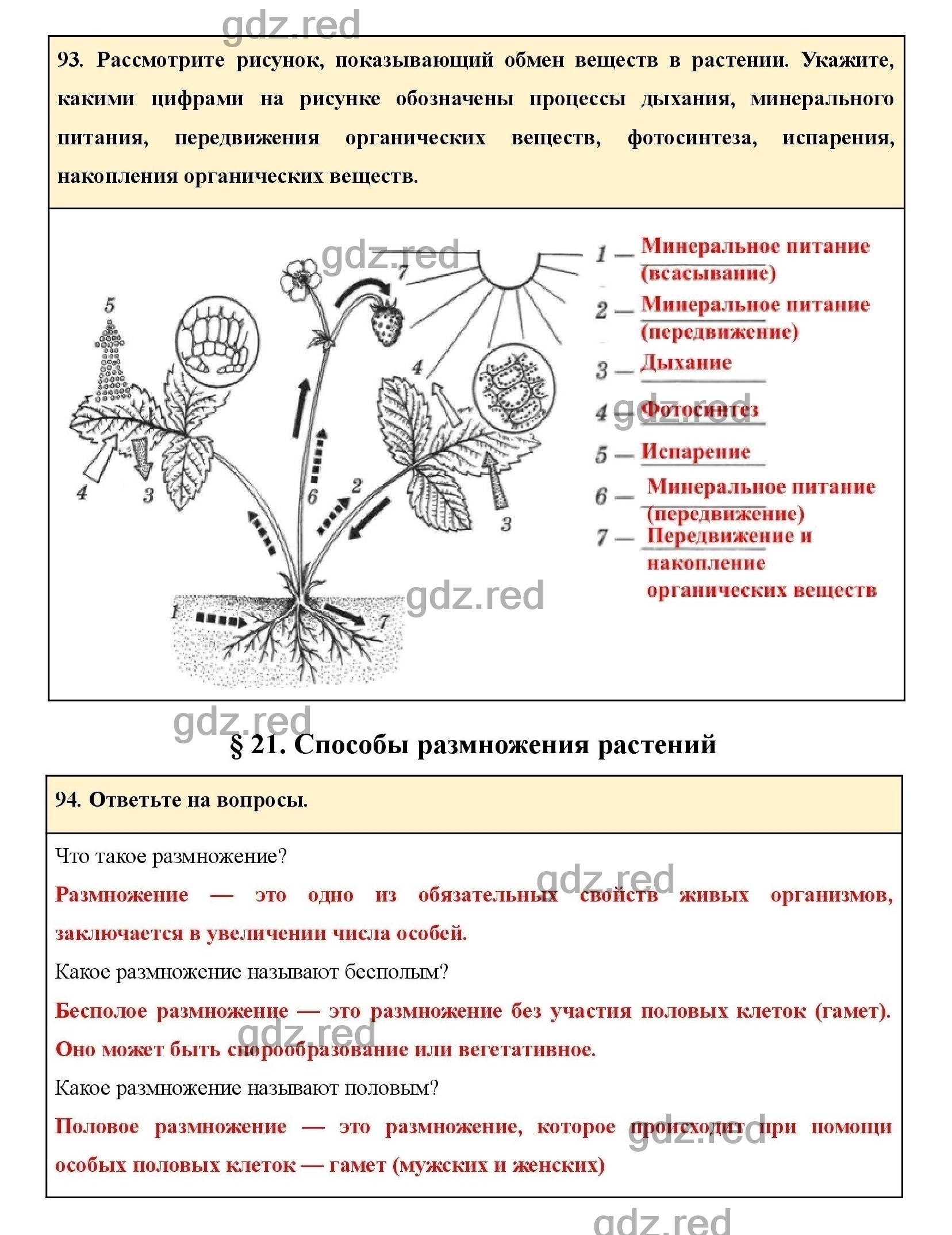 Плоды презентация 6 класс биология пасечник