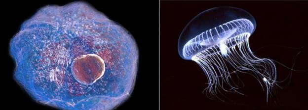 Различные биосистемы: клетка и многоклеточный организм