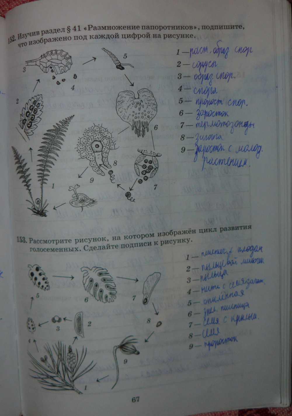 Биология 6 класс рисунок 101